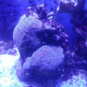 coral5.jpg