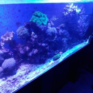 coral7.jpg