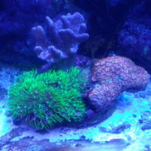 coral8.jpg