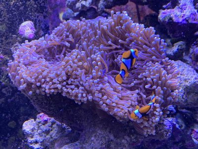 ritteri100119_3.jpg