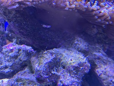 ritteri100119_1.jpg