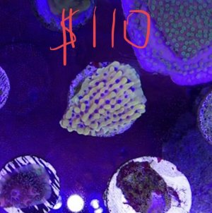 IMG_0709.jpg
