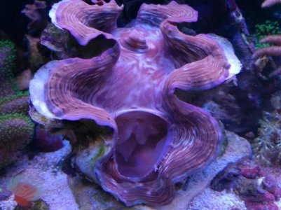 tridacna.jpg
