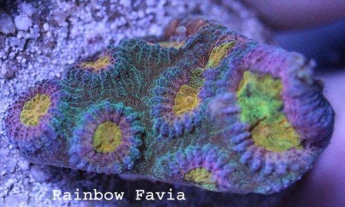Rainbow Favia - small.jpg