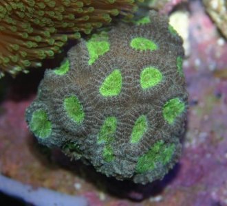 favia - brain - green frag.jpg