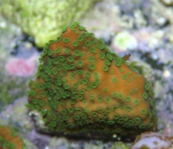 sunset montipora fragment.jpg