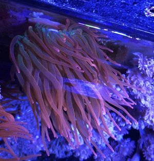 Rainbow bubble tip anemone closeup.jpg