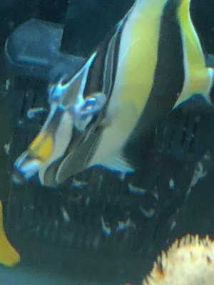 fish1.jpg