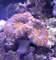 orange coral.jpg