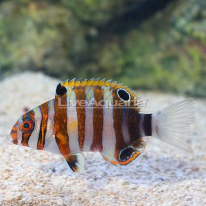 Harlequin Tusk.jpg