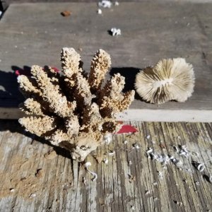 Dead Coral_01.jpg