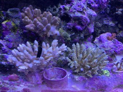 3corals111619.jpg