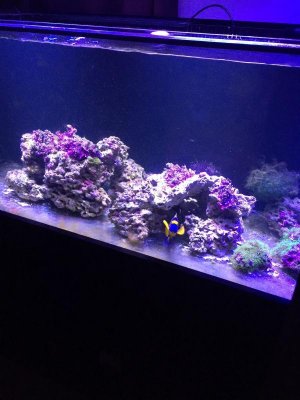 180 with Mars Aqua LEDSt.jpg