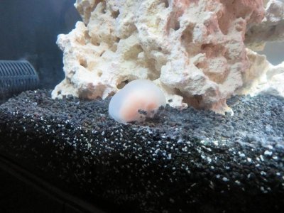 shrimp.jpg
