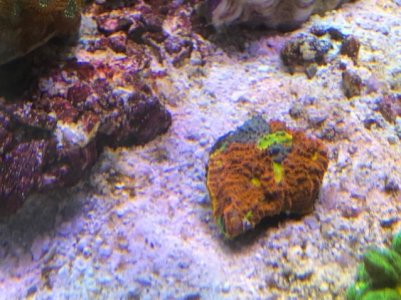 IMG_2352.jpg