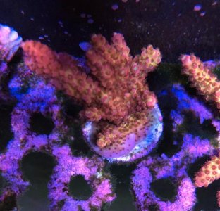 Screen Shot 2019-11-30 at 11.39.08 AM.jpg