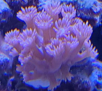 coral.jpg