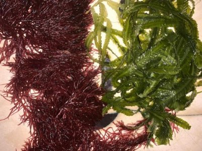 Macro Algae.jpg