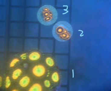 InkedCorals 1_LI.jpg InkedCorals 1_LI.jpg
