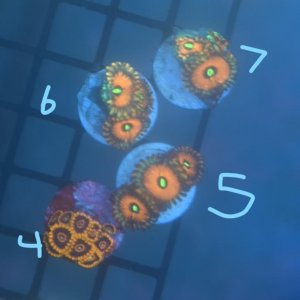 InkedCorals 2_LI.jpg InkedCorals 2_LI.jpg