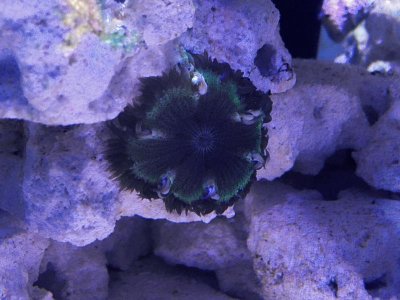 Rock_Nem-2.jpg