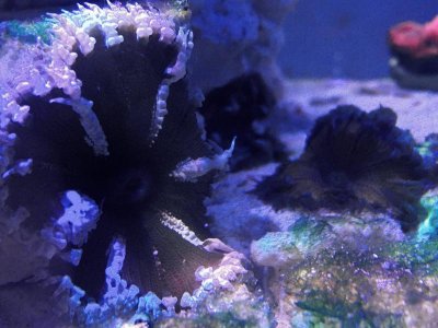 Rock_Nem-1.jpg