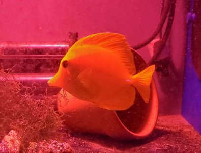 yeltang.jpg