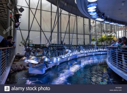 interior-view-of-the-california-academy-of-sciences-museum-golden-M1E429.jpg