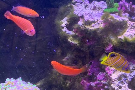 Regal and 3 wrasses 2-26-20.jpg