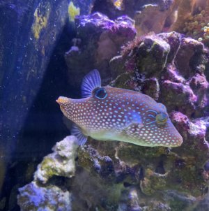 Screen Shot 2020-02-29 at 11.10.45 AM.jpg