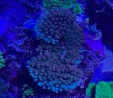 Screen Shot 2020-03-01 at 9.07.48 AM.jpg