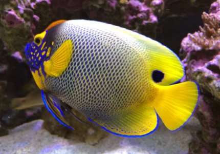 Screen Shot 2020-03-01 at 9.51.28 AM.jpg