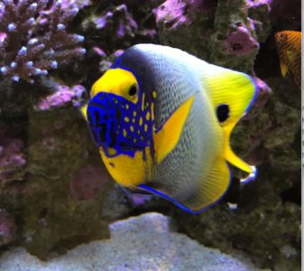 Screen Shot 2020-03-01 at 9.51.11 AM.jpg