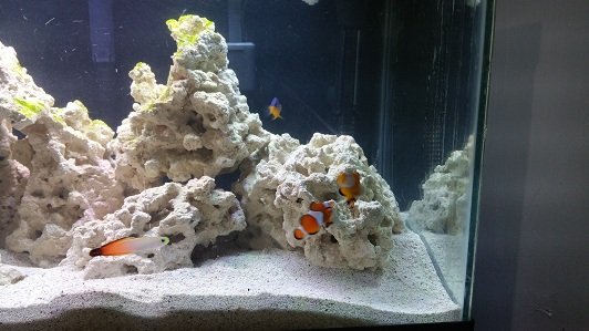 tank photo right.jpg
