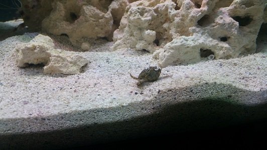 tank nas snail.jpg