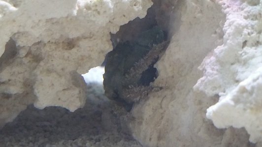 tank emerald crab.jpg