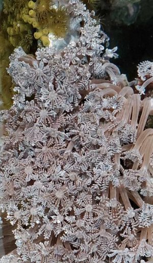 o2manyfish - Free Coral - Sept 11  7.jpg