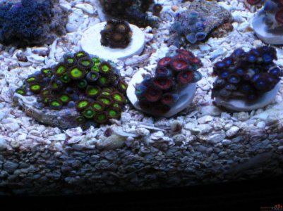 nuclear halo armaggedon nuclear blue.jpg