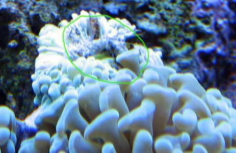 IMG_4073 show worm on coral.jpg