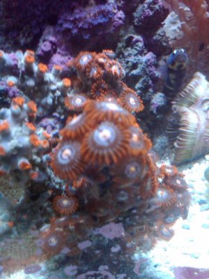 IMG00057-20100526-1435.jpg