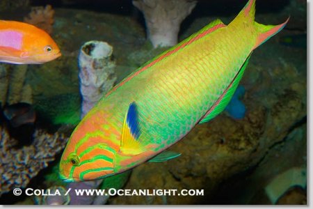 Thalassoma lutescens.jpg