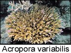 Acropora variabilis.jpg