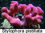 Stylophora pistillata.jpg