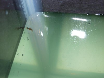DSCN1556.jpg