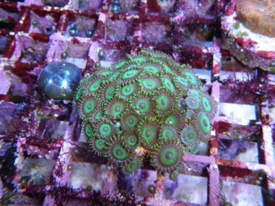 Deep Water Greens.jpg