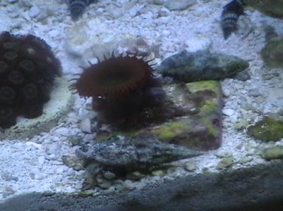 corals for sale 091.jpg