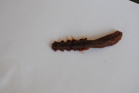 xDSC_0011.JPG