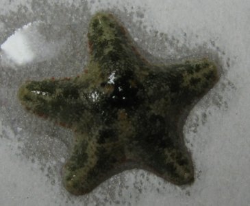 seastartop.jpg