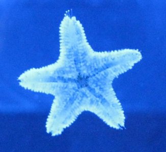 seastarbottom.jpg