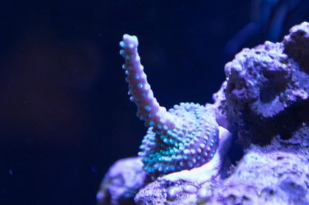 Acro Nookies Cookies coral 12-17-19.jpg